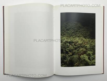 Jitka Hanzlova,Forest Jitka Hanzlova,Forest