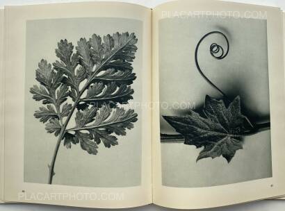 Karl Blossfeldt,Urformen der Kunst