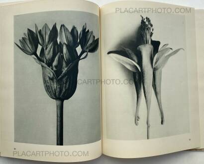 Karl Blossfeldt,Urformen der Kunst 